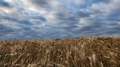 Amber waves of grain photo